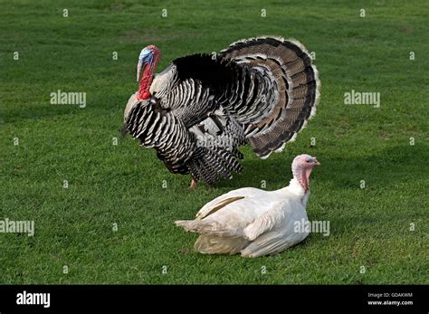 Male And Female Wild Turkey