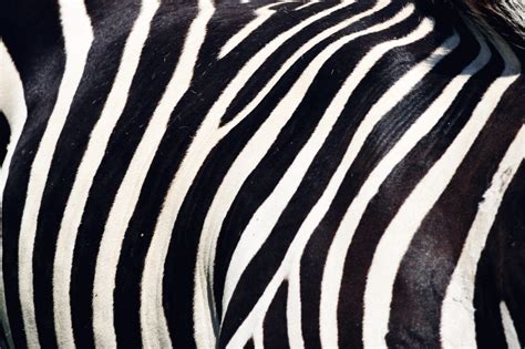 Zebra Stripes Royalty-Free Stock Photo