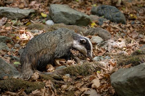 Meles meles | European badger (Meles meles) - Ασβός ή Άρκαλο… | Stavros ...