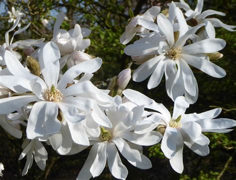 Magnolia stellata - Trees and Shrubs Online