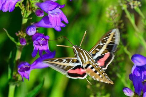 hummingbird moth - see more beautiful insects from North America ...