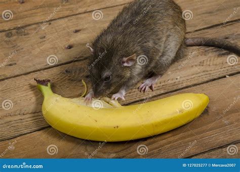 Rat is eating a banana. stock image. Image of rodent - 127025277