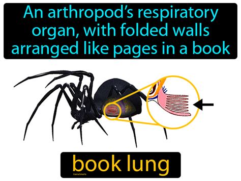 Spider Book Lungs