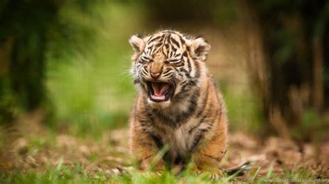 Cute New Born Tiger Cub Wallpapers Desktop Background