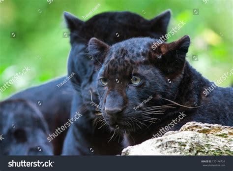 Beautiful Black Panther Cub Stock Photo 170146724 | Shutterstock