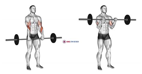 Barbell Standing Reverse Grip Curl - Home Gym Review