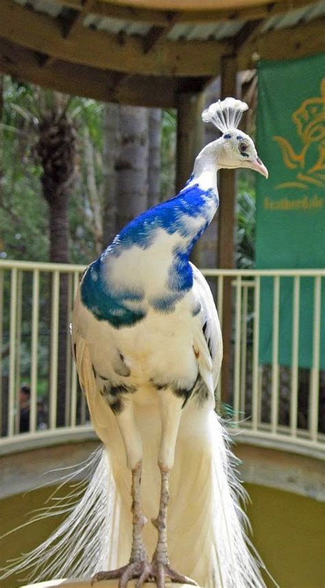 Piebald Peacock | Totaly Outdoors