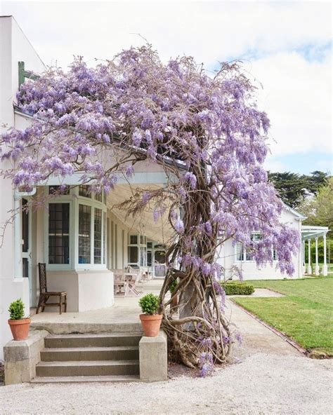 The 25+ best Wisteria ideas on Pinterest | Wisteria garden, Wisteria ...