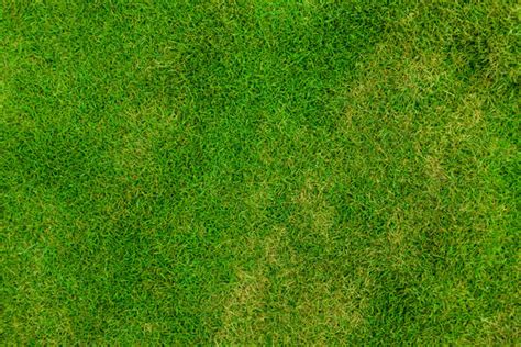 Grass Pattern Free Stock Photo - Public Domain Pictures