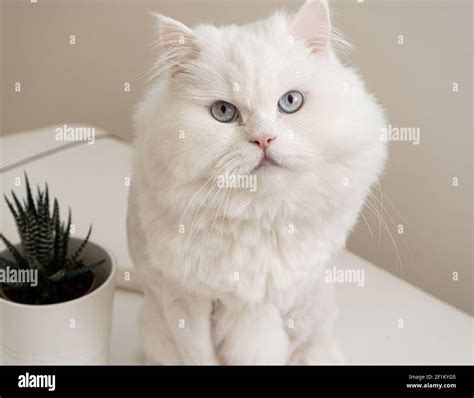 Persian cat with blue eyes Stock Photo - Alamy