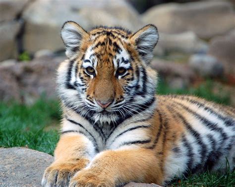 Tigers - Animals Image (20238015) - Fanpop - Page 7