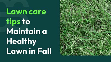 Lawn care tips to Maintain a Healthy Lawn in Fall - Smart Sod