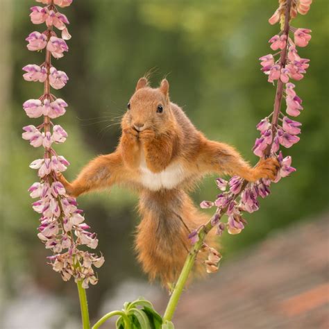 Red Squirrel Split Between Flowers | Smithsonian Photo Contest | Smithsonian Magazine