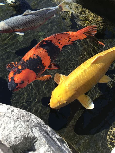 #Japanesekoi | Japanese koi, Fish pet, Garden