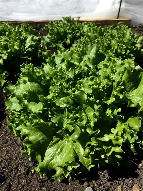 Lettuce, Green Leaf - Fast Family Farms