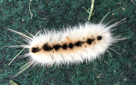 The venomous White Hickory Tussock Moth Caterpillar will gitcha! : r ...