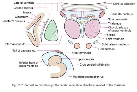 Subthalamic Nucleus