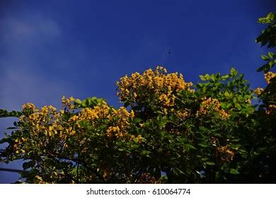 125 Narra Flowers Images, Stock Photos & Vectors | Shutterstock