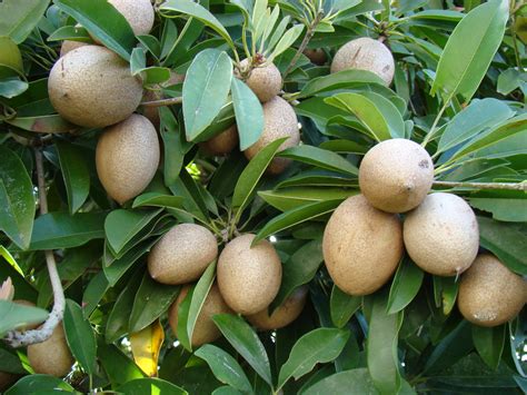 Sapodilla #3: ALANO #1 | A bunch of unripe Sapodillas hang f… | Flickr