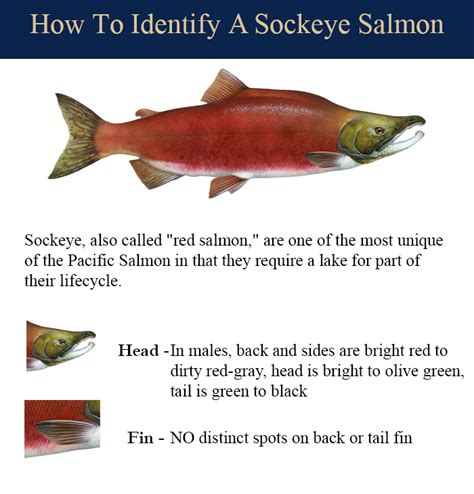 Sockeye Salmon - King Salmon Outfitters