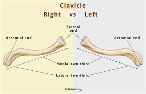 Clavicle (Collarbone) - Location, Anatomy, & Labeled Diagram