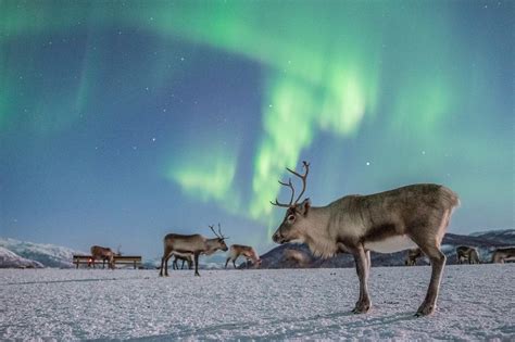 10 Best Northern Lights Holiday Tours in Norway - The Mindful Traveller