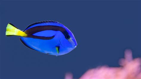 Finding Dory, By Using Data