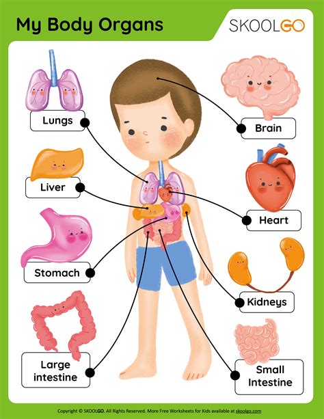 Classification Of Organisms Animal Classification Cl - mores.pics