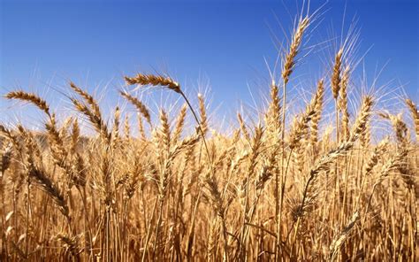 Wheat Harvest Wallpapers - Top Free Wheat Harvest Backgrounds - WallpaperAccess