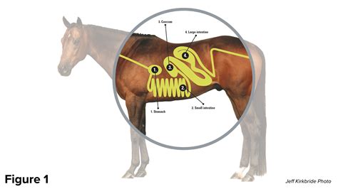 Understanding the Equine Digestive System - Barrel Horse News