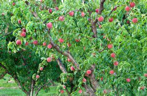 5 Best Fertilizers for Fruit Trees Reviewed (Winter 2024)