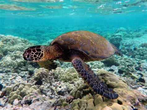 File:Green turtle swimming over coral reefs in Kona.jpg - Wikipedia