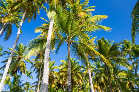 Tropical Palm Trees Free Stock Photo - Public Domain Pictures