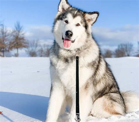 Alaskan Malamute Colors: The Standard & Rare Malamute Coat Colors - K9 Web