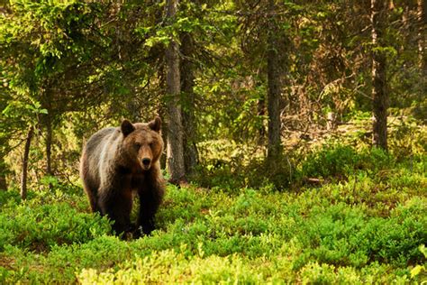 "Bear In Forest" Images – Browse 621 Stock Photos, Vectors, and Video ...