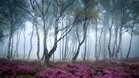 Artwork of forest, nature, forest, mist, flowers HD wallpaper | Wallpaper Flare