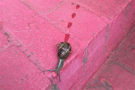 Why do snails sometimes leave dotted trails? | New Scientist