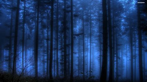 Blue Forest Wallpapers on WallpaperDog