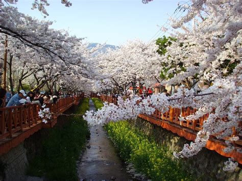 Cherry Blossom Festivals Korea 2018