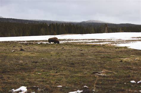 Bison Yellowstone Buffalo - Free photo on Pixabay - Pixabay