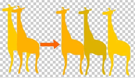 Giraffe The Theory Of Evolution Biology Orthogenesis PNG, Clipart, Animals, Biology, English ...