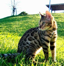 Bengal Cat Adoption Pa