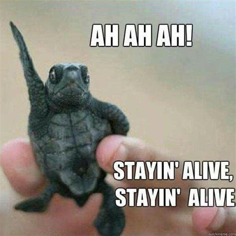 15 Hilarious Turtle Memes | Funny animal memes, Funny dog memes, Cute animal memes