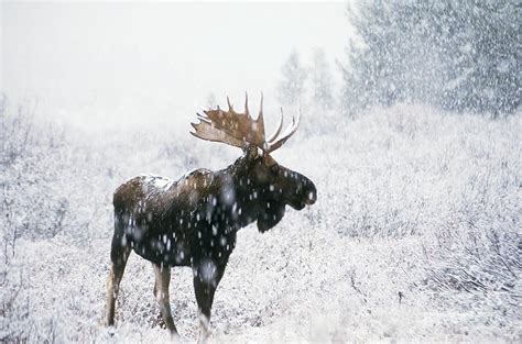 Moose in the Snow | Moose, Moose pictures, Bull moose