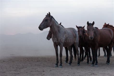 Herd of Wild Horses at Sunset Stock Photo - Image of mammals, mountains: 162282652