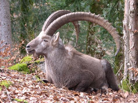 Free Images : nature, rock, wilderness, mountain, wildlife, wild, goat ...