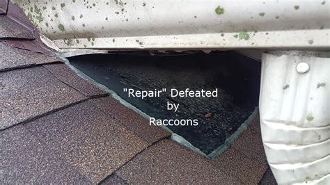 Repairs for Raccoon Damage | Soffit Entry | Raccoon Proof