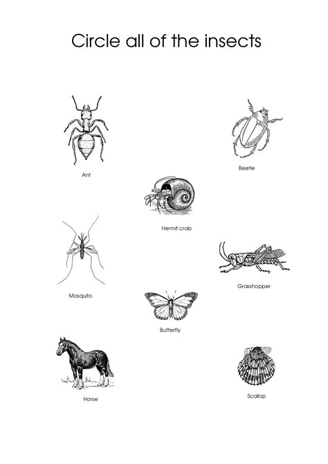 Circle All of the Insects Worksheet | Free Printable Puzzle Games