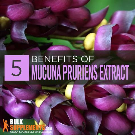 Mucuna Pruriens Extract: Benefits, Side Effects & Dosage