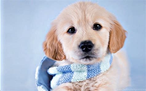 Cute Winter Puppy HD wallpaper | Pxfuel